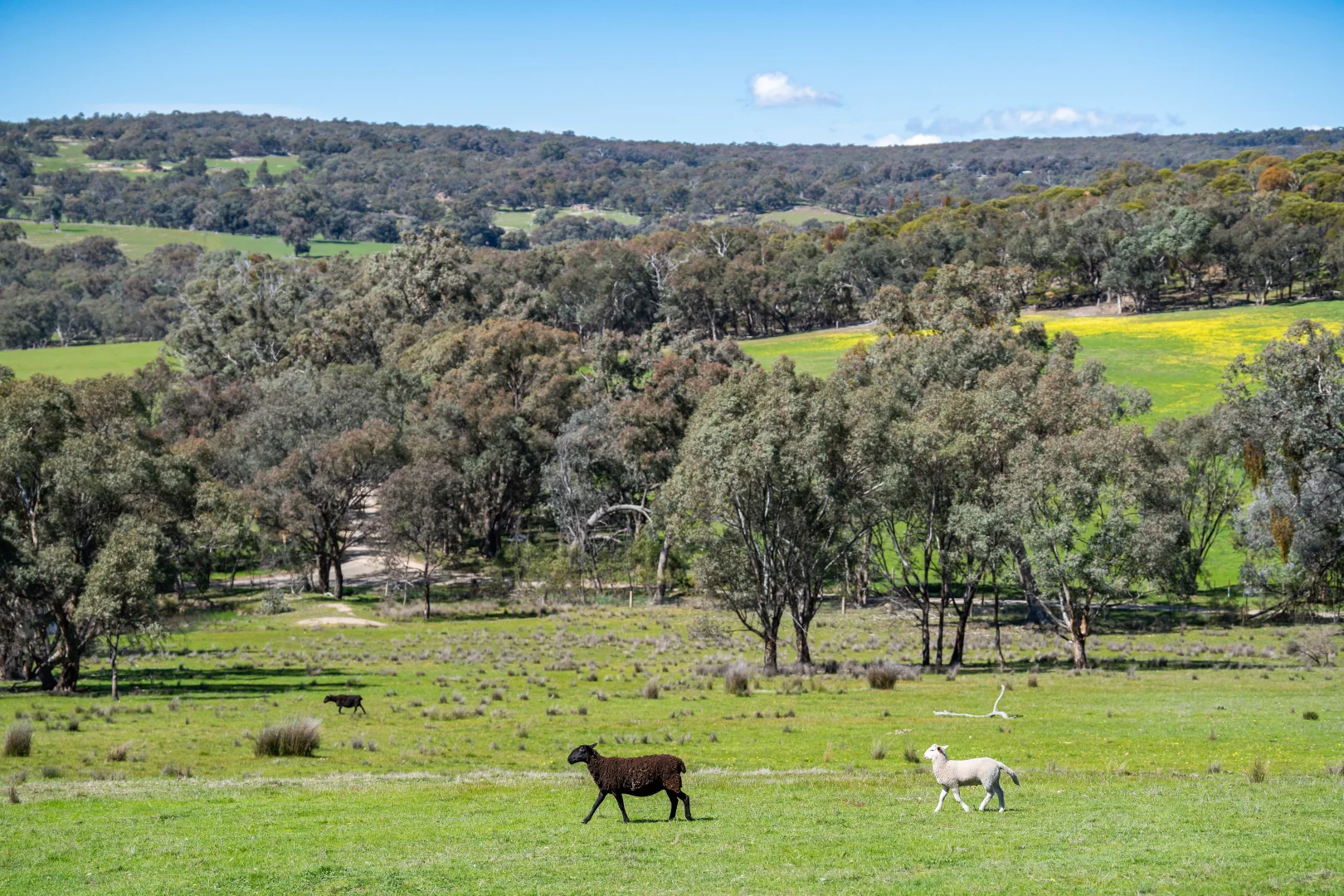 Image 18