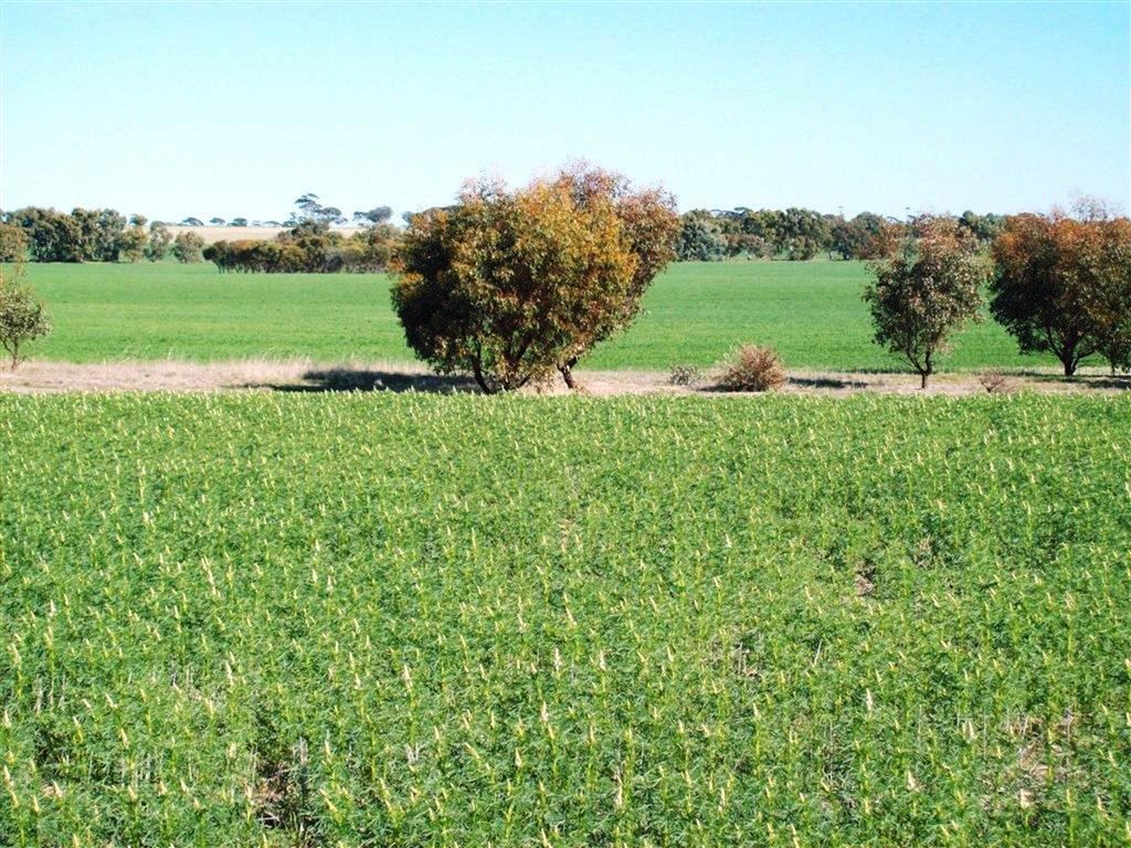 Cunderdin WA 6407, Image 2