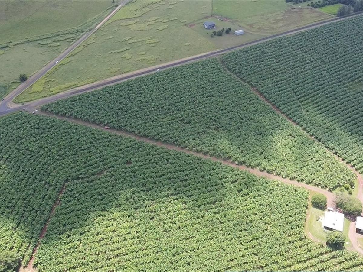 217 DONKIN ROAD, Utchee Creek QLD 4871 House for Sale 1,450,000