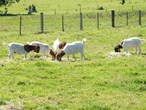 Image 37