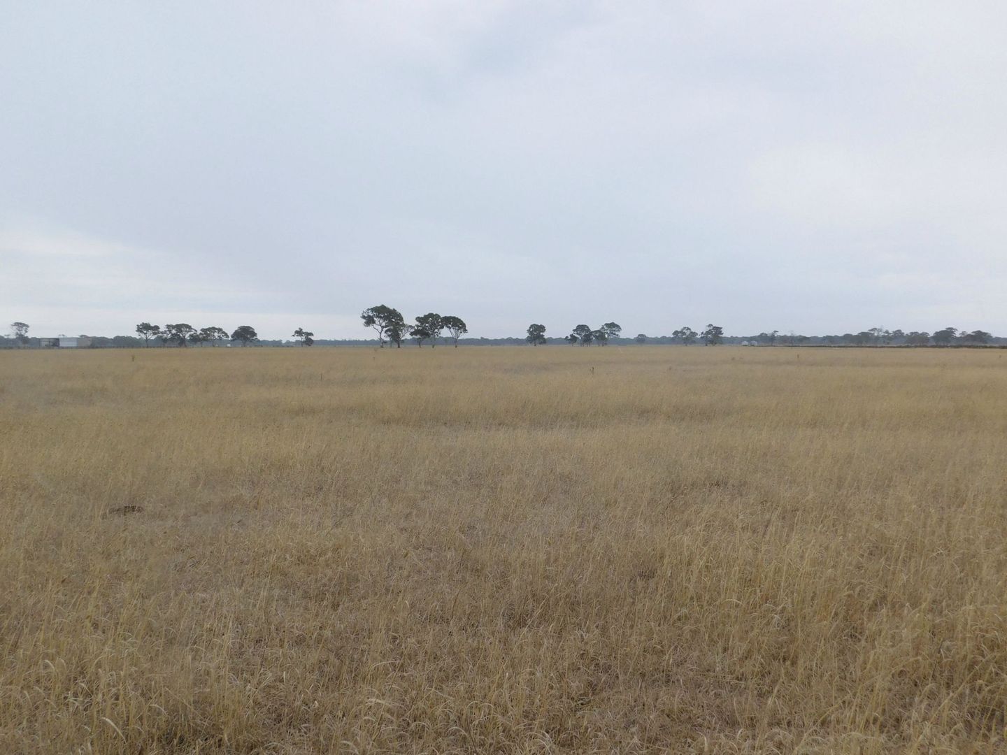 Lot 20 Balnaves Lane, Monbulla, Penola SA 5277, Image 2