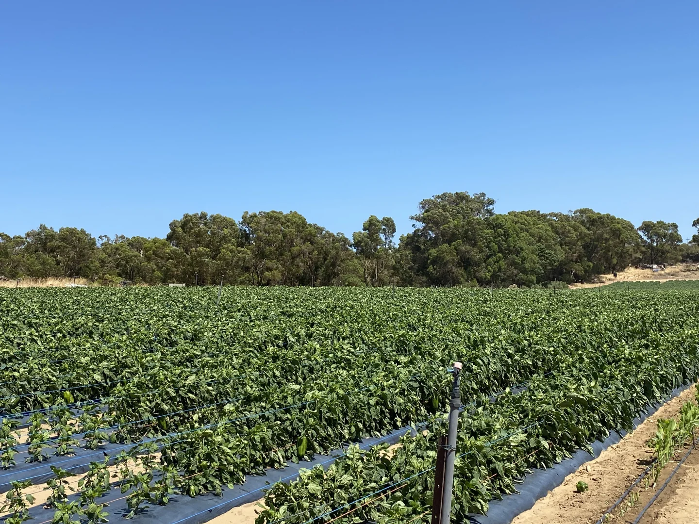 Additional image 17 of 440 Old Yanchep Road, Carabooda WA 6033