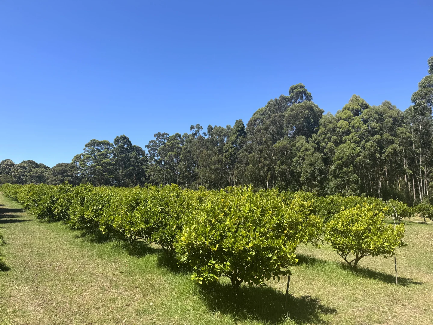 Additional image 10 of 75 Hawke Road (Yeagarup), Pemberton WA 6260