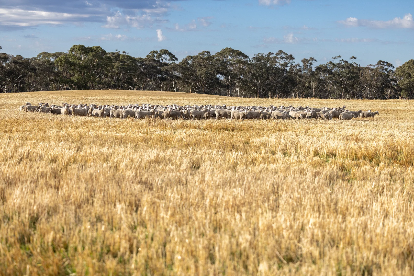 Additional image 17 of 2885 Frances Road, Bordertown SA 5268