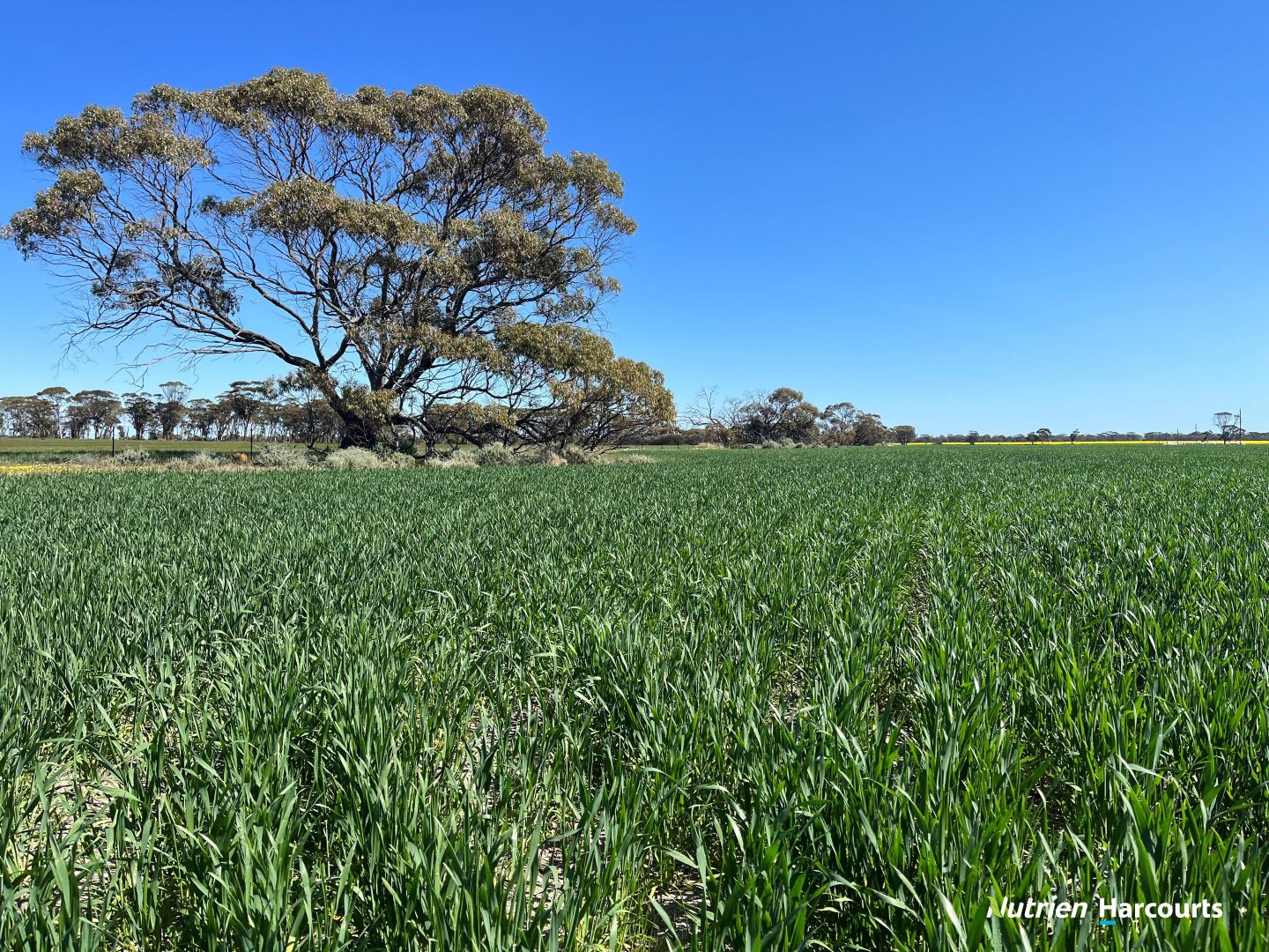 S O L D  'Rocky Pass Quelagetting Road, Cunderdin WA 6407, Image 2