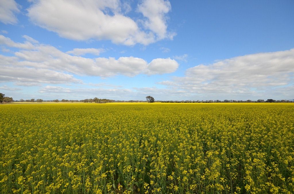 Coates Road, NATTE YALLOCK VIC 3465, Image 0