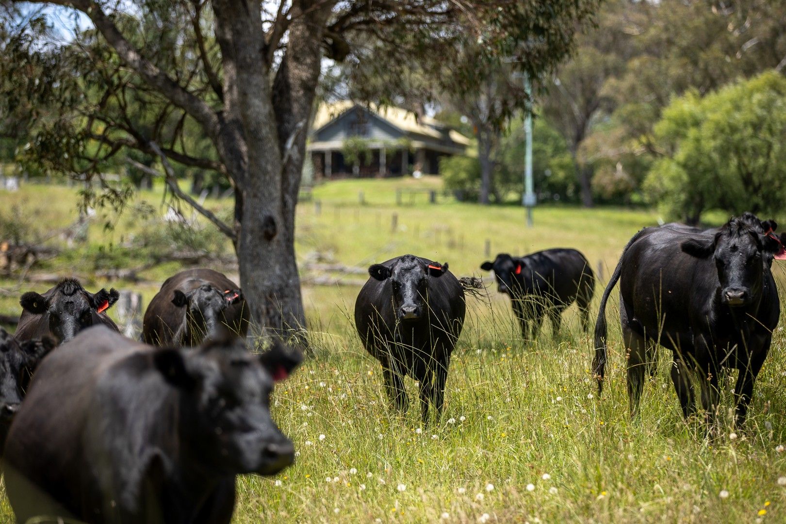 249 Claremont Road, Armidale NSW 2350, Image 0