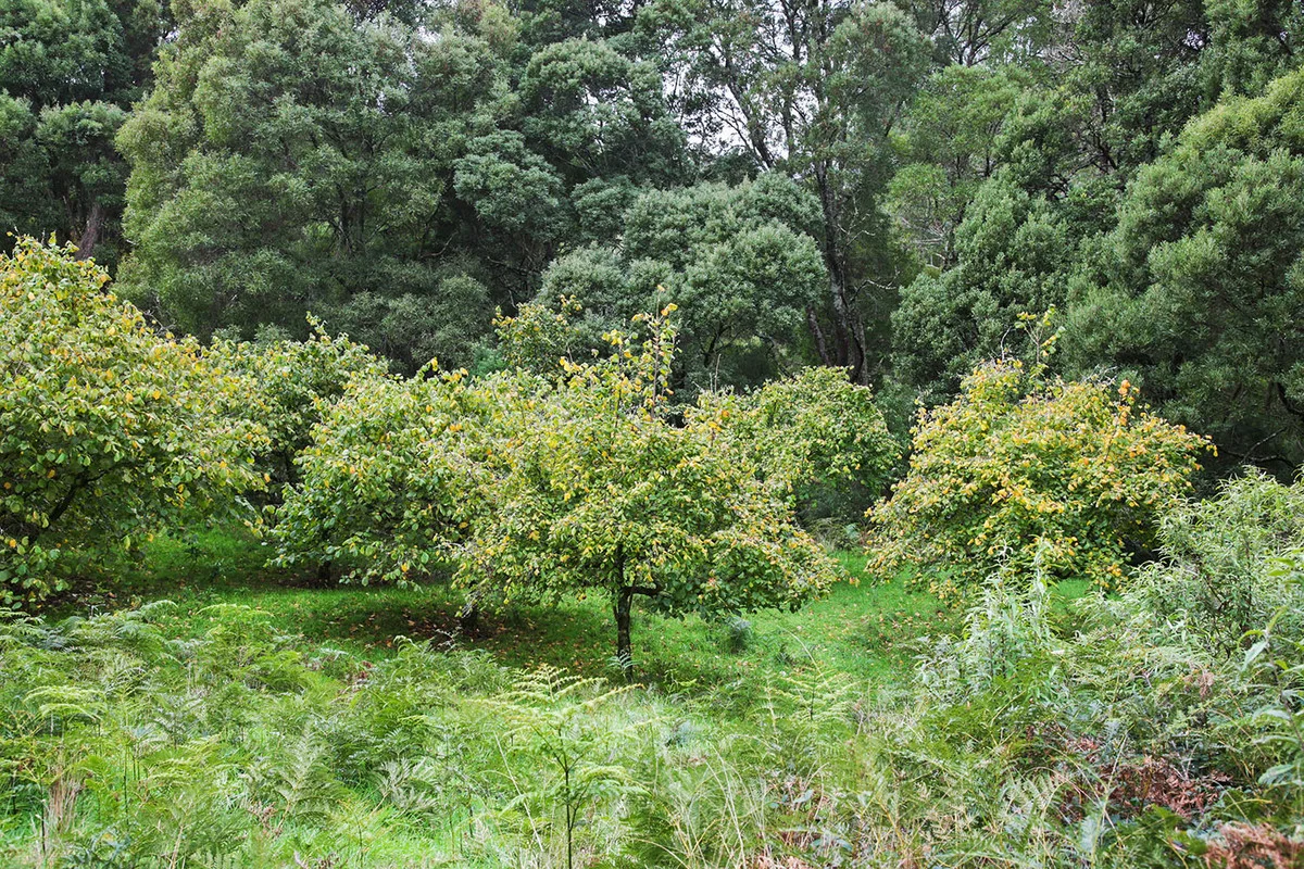 Additional image 20 of 110 Staffords Road, Johanna VIC 3238