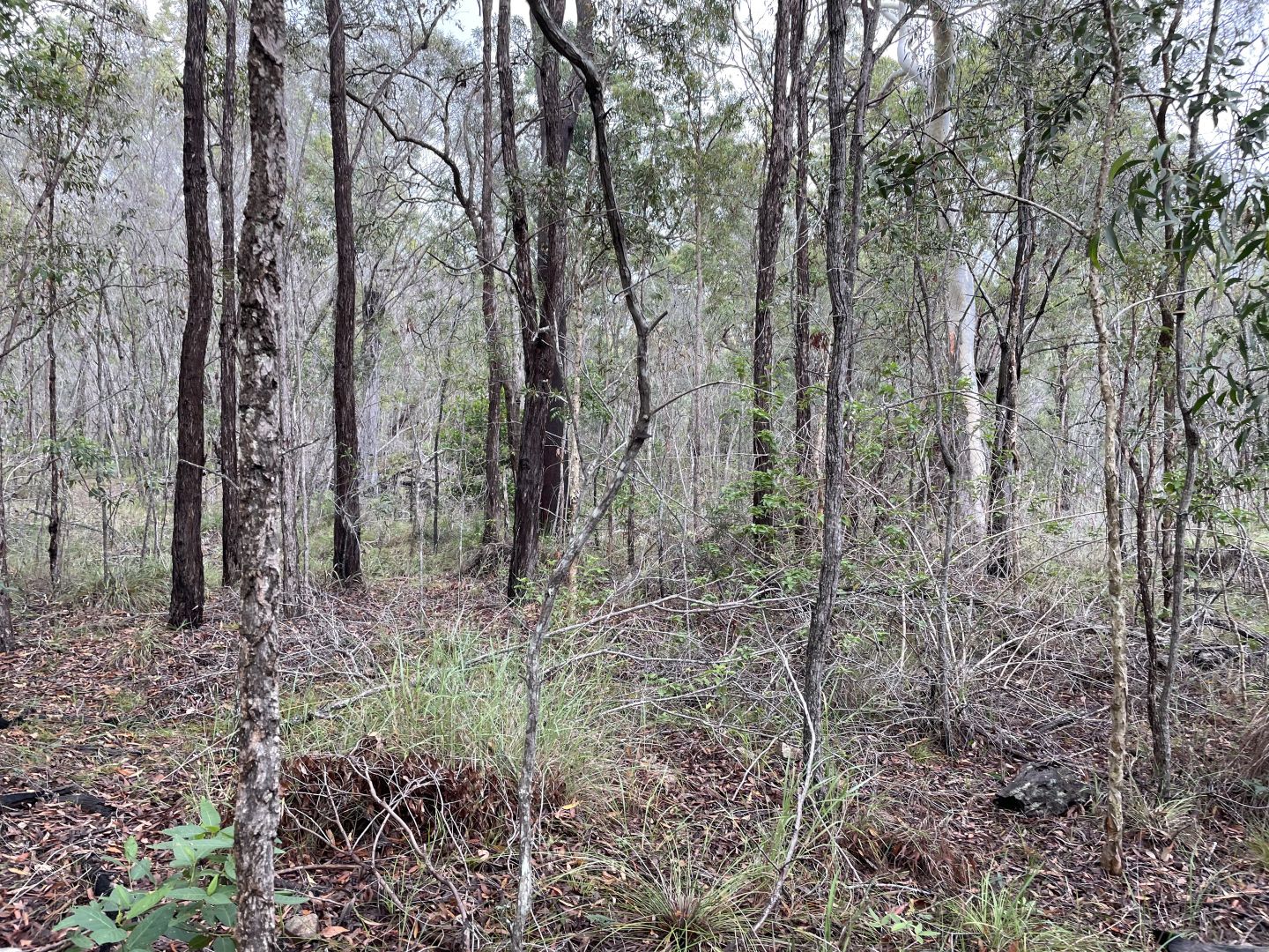 Lot 3 Bootmaker Drive, Round Hill QLD 4677, Image 2