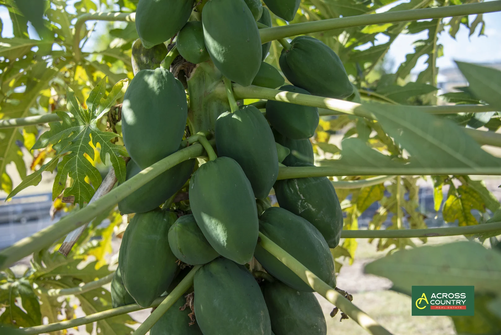 Additional image 39 of 18 Steinhardts Road, Moffatdale QLD 4605