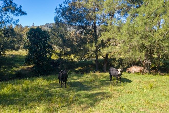 Picture of 49 Dog Trap Creek Road, EAST GRESFORD NSW 2311