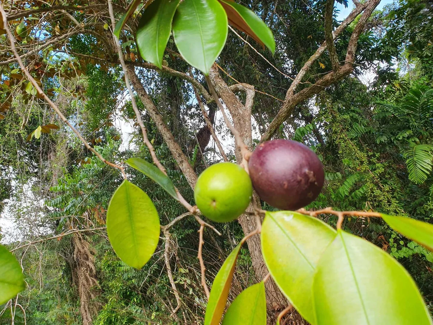 Additional image 21 of 52 Kingfisher Lane, Whyanbeel QLD 4873