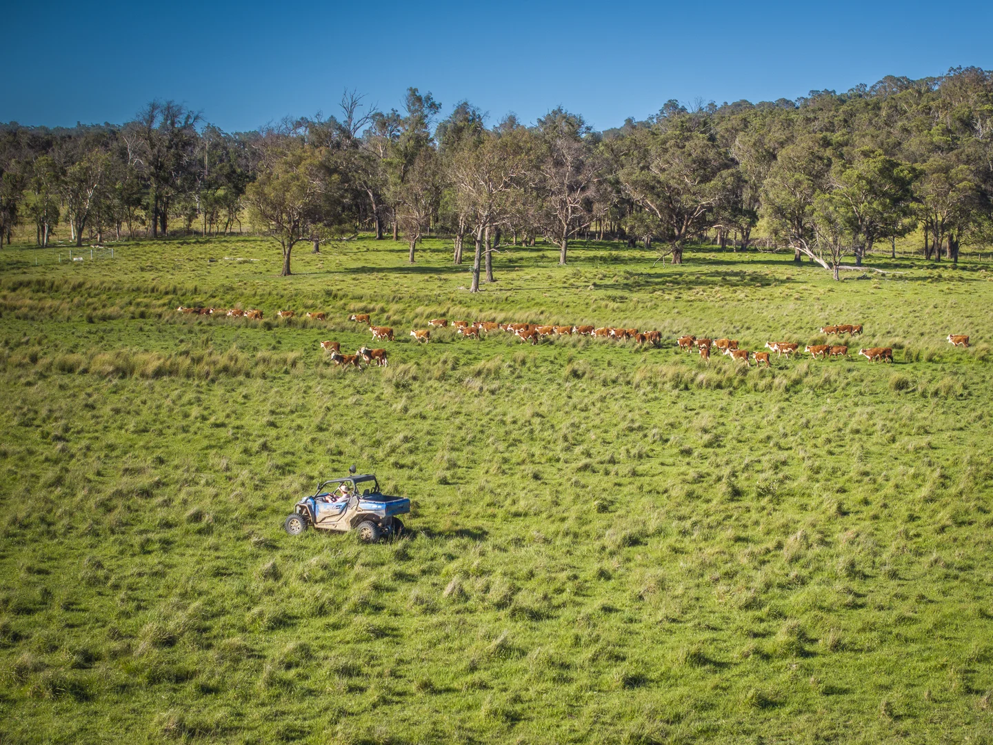 Additional image 11 of 161 Hickeys Road, Wongwibinda NSW 2350