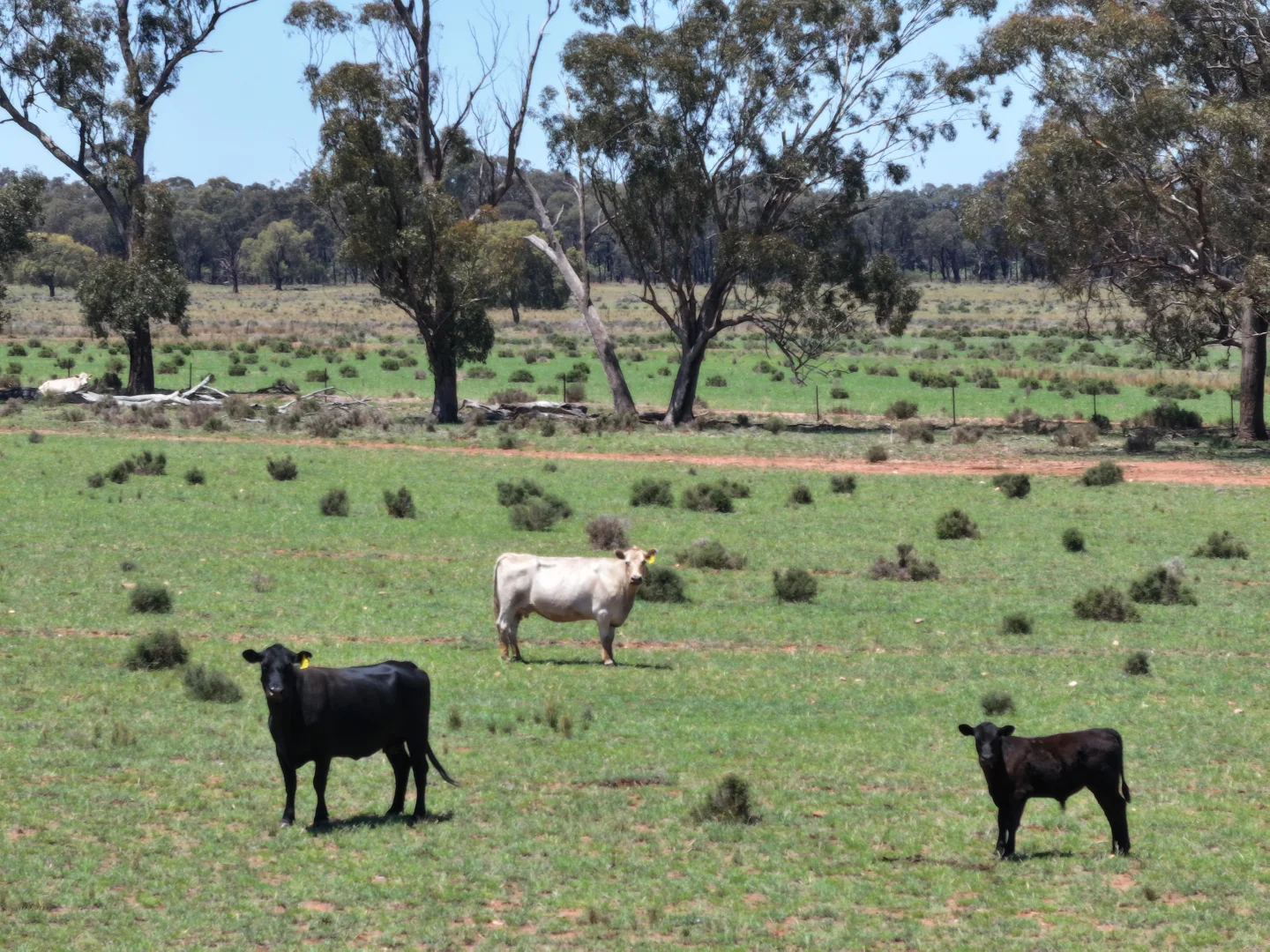 Image 9
