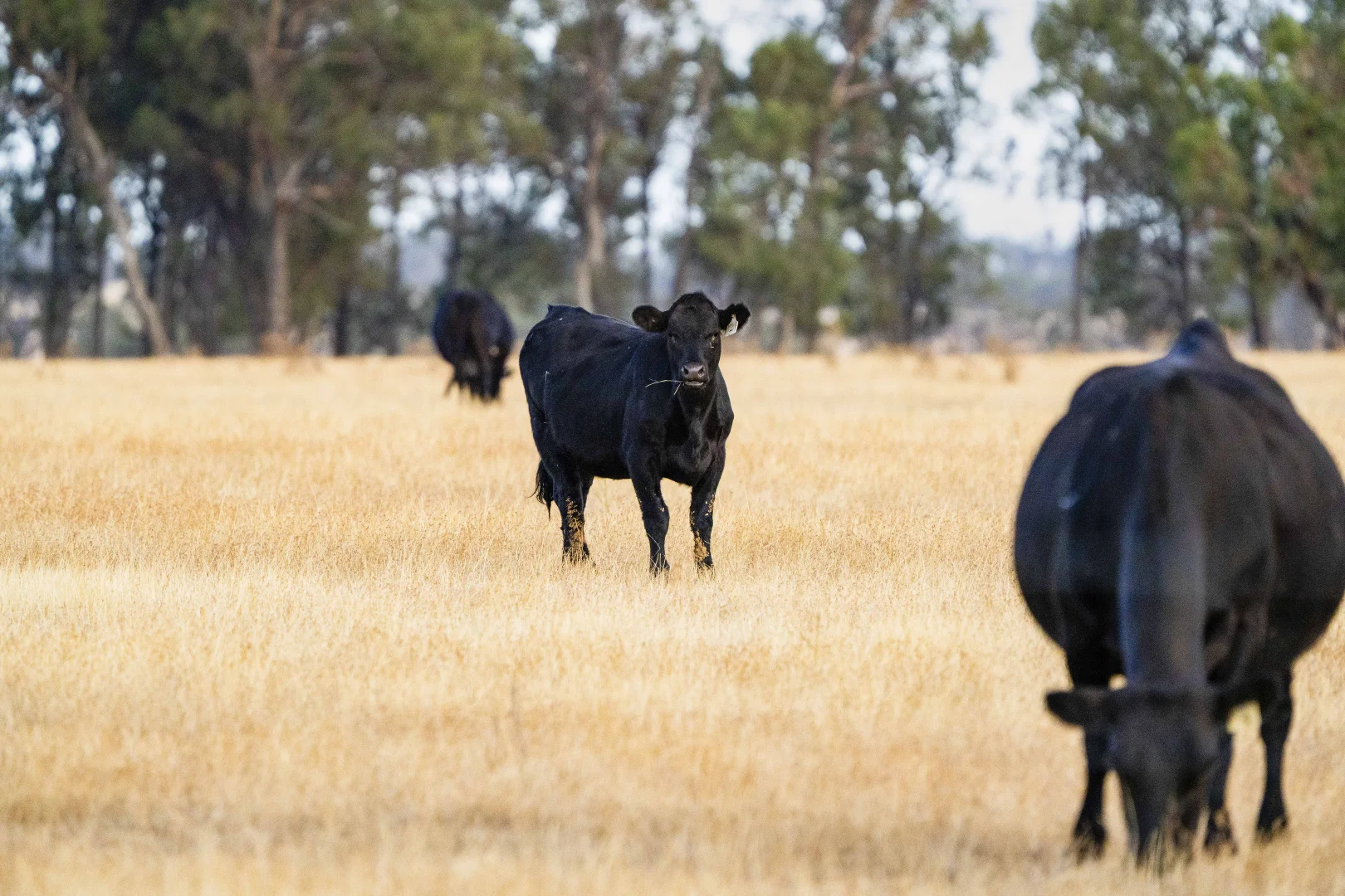 1152 Central Island Road, Galore NSW 2650