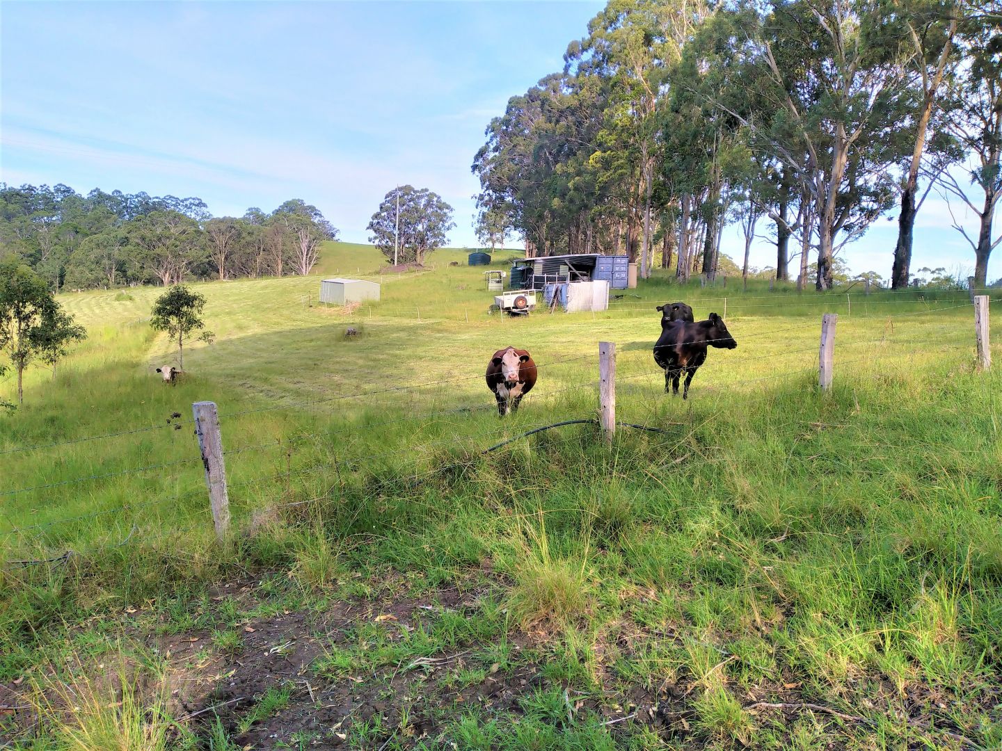 LOT 223 Urbenville Road, Urbenville NSW 2475 House for Sale