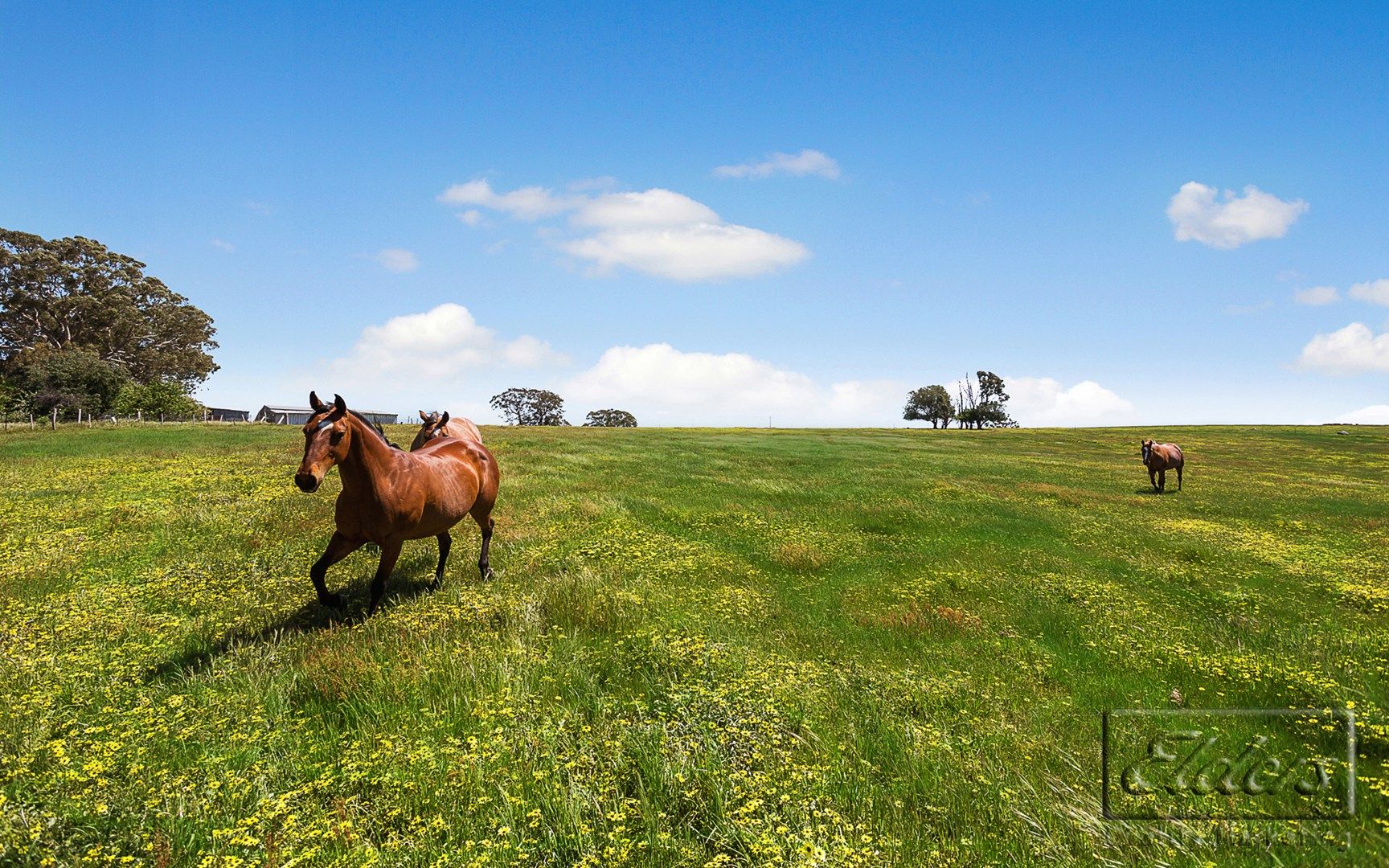 277 Bendigo - Sutton Grange Road, Elphinstone VIC 3448, Image 0