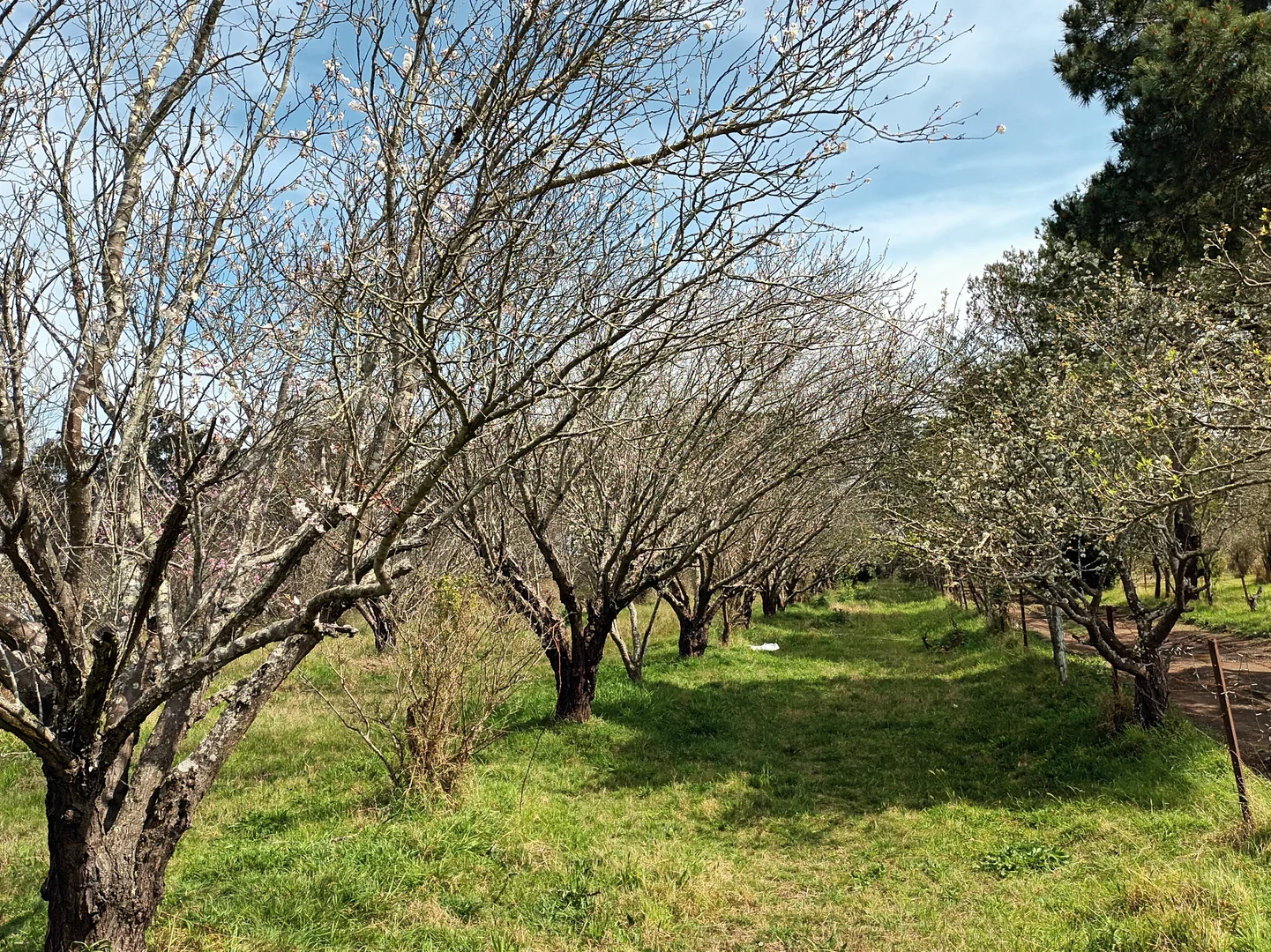 Additional image 6 of Gilead NSW 2560