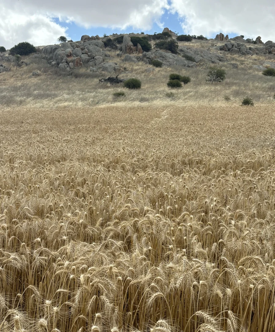 Image 11