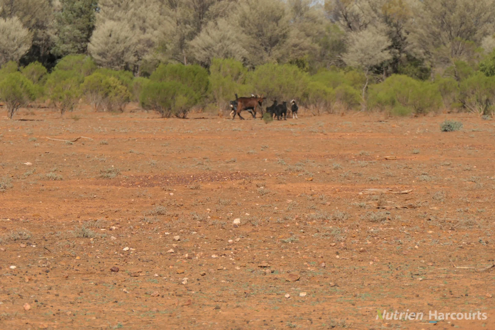Additional image 10 of 27 Singleton Drive, Cobar NSW 2835