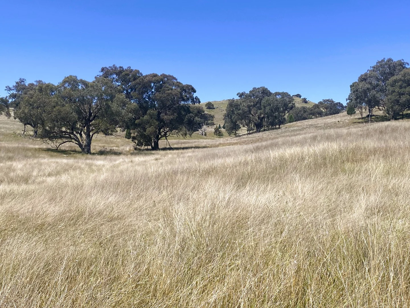 250 Emu Creek Road, Canowindra NSW 2804