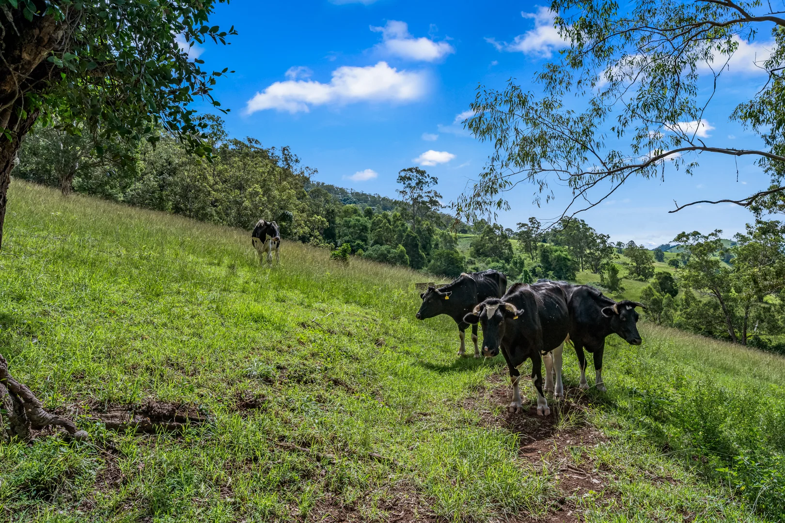 Additional image 24 of 664 Scone Road, Copeland via, Gloucester NSW 2422