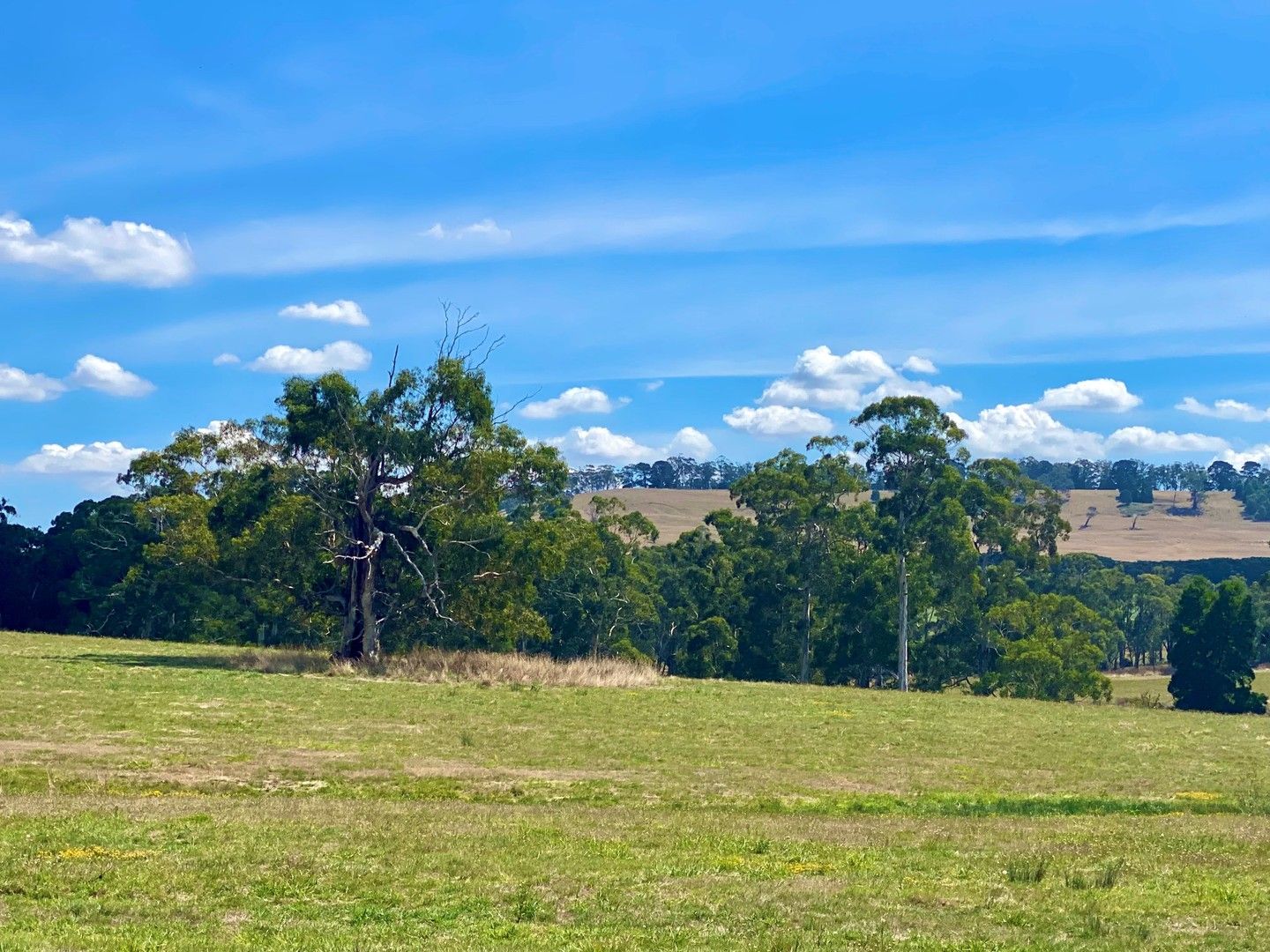 - Timboon-Colac Road, Scotts Creek VIC 3267, Image 1