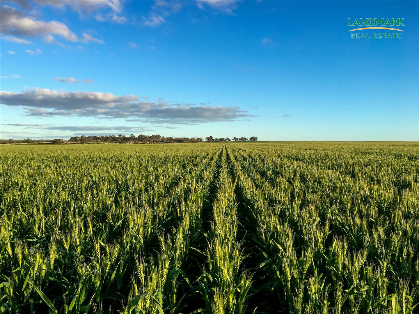 Gurrady Farms, Yuna WA 6532, Image 2