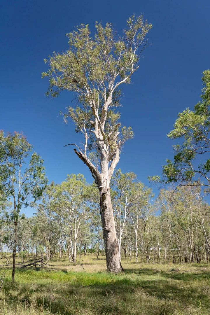 Additional image 18 of Lot 65 Cunningham Highway, Mutdapilly QLD 4307