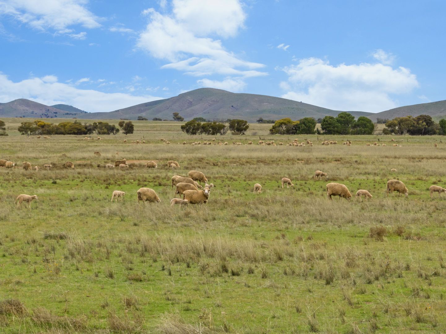 'Carinya' Goyder Highway, Burra SA 5417, Image 1