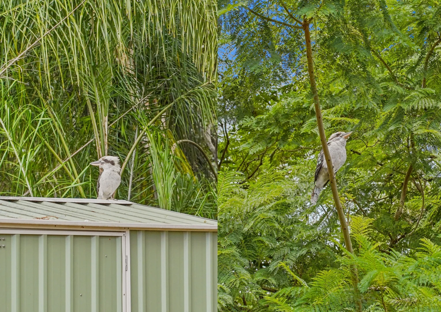 Additional image 25 of 21 Jeanette Avenue, Springwood QLD 4127