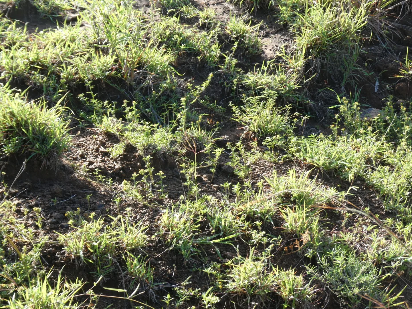 Additional image 33 of L63 & L99 Summers Road, Ginoondan QLD 4625