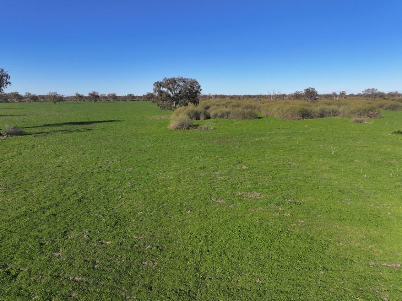 Bogies Island Lake Cowal, Forbes NSW 2871 Farm for Sale Domain