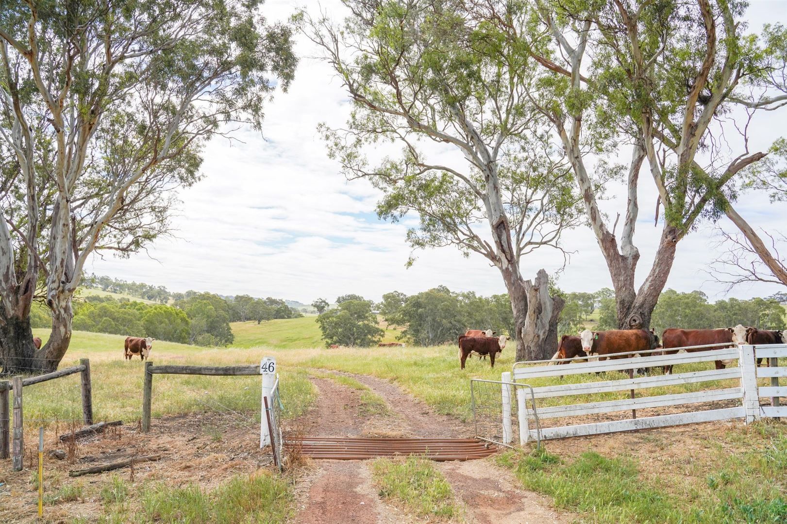 46 Retreat Homestead Road, Casterton VIC 3311, Image 2