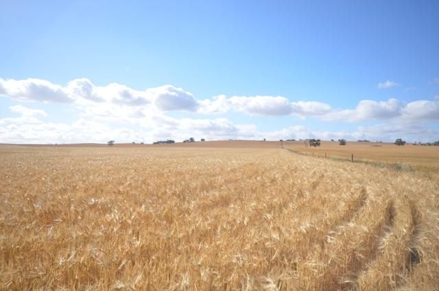 Various Lots Booleroo Centre and, MURRAY TOWN SA 5481, Image 0