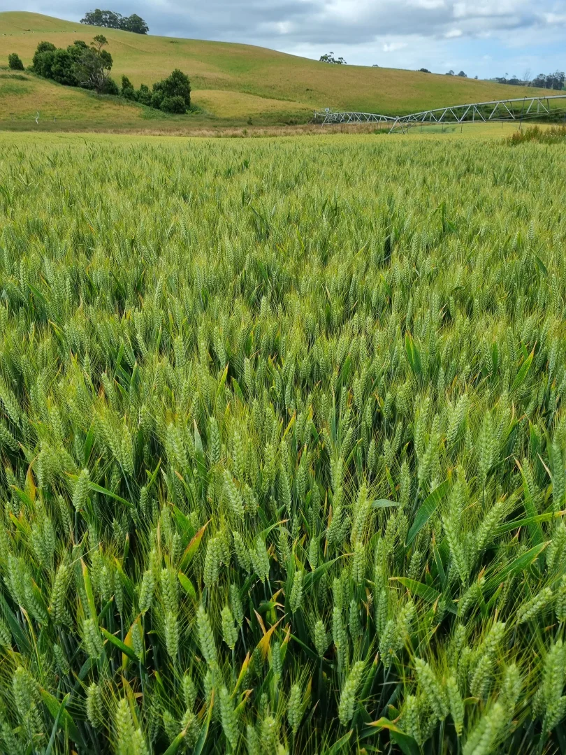 Image 12