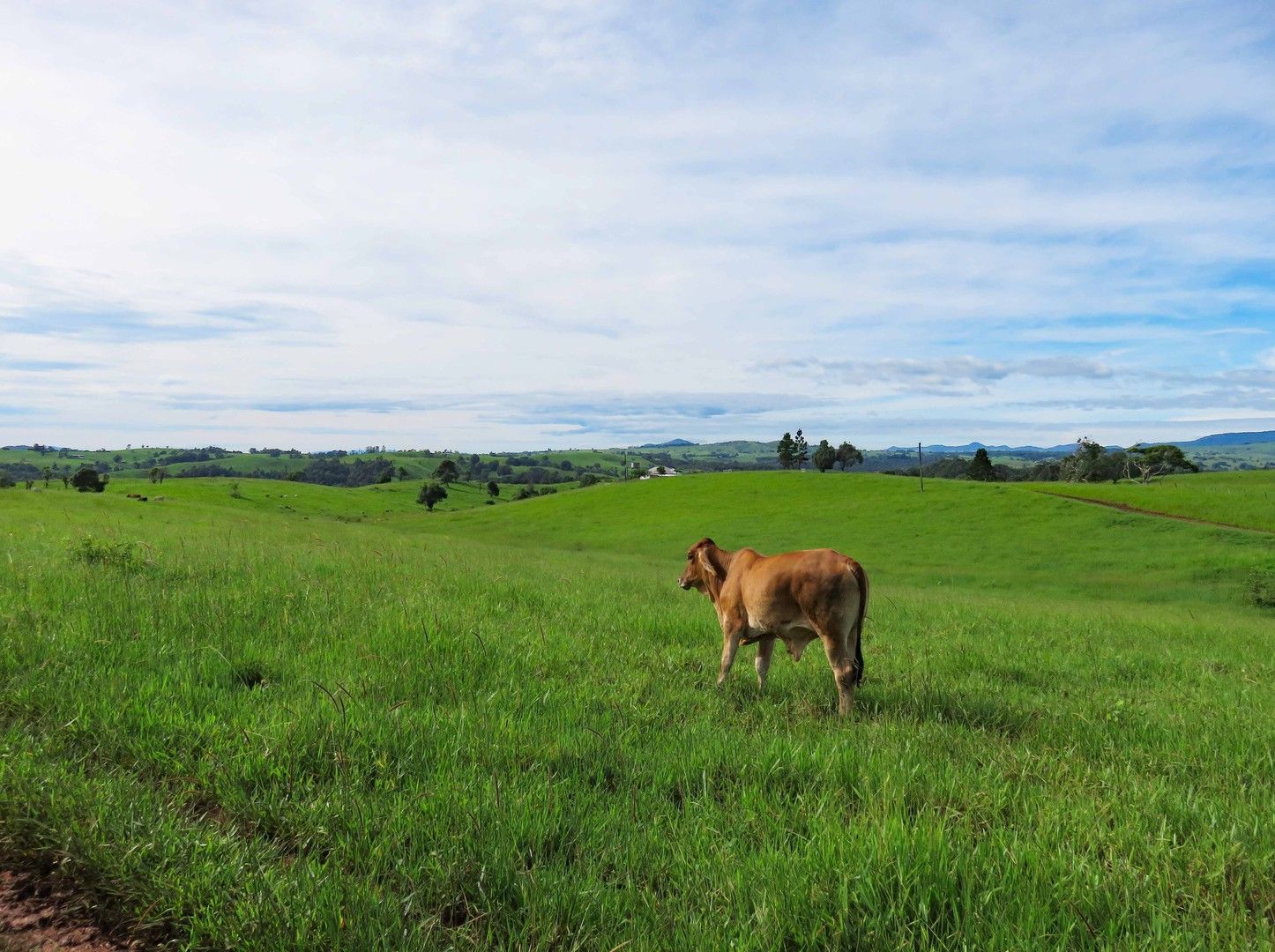 Tarzali QLD 4885 House for Sale Domain