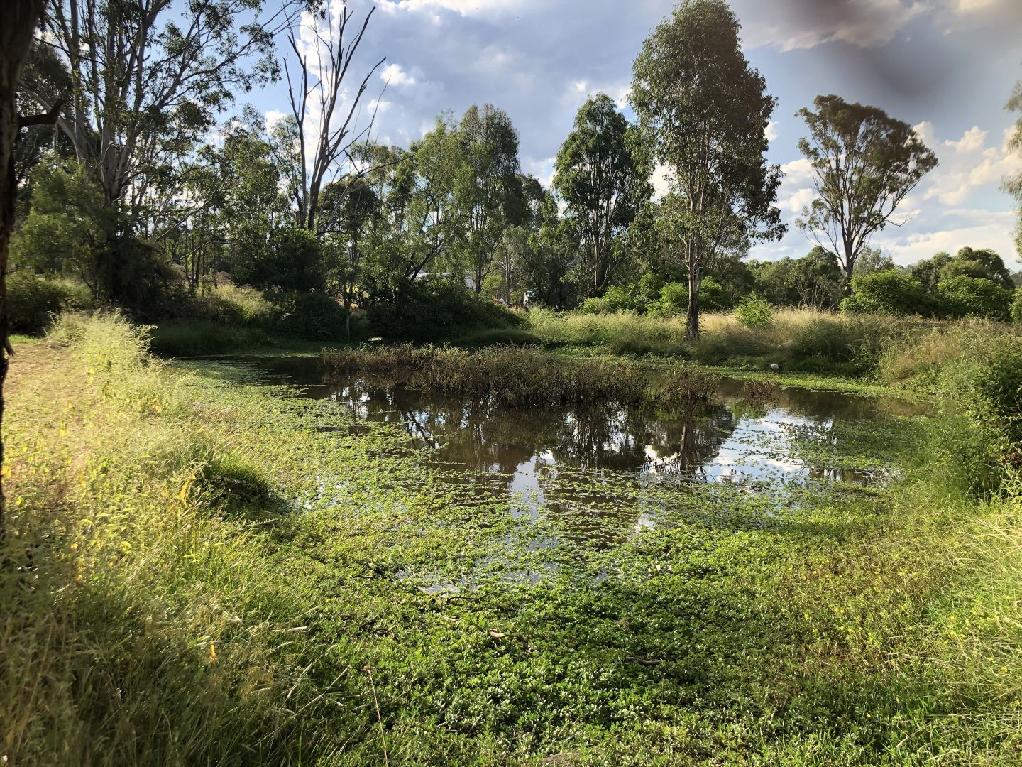 Lot 411 Freya Street, Murphys Creek QLD 4352, Image 1