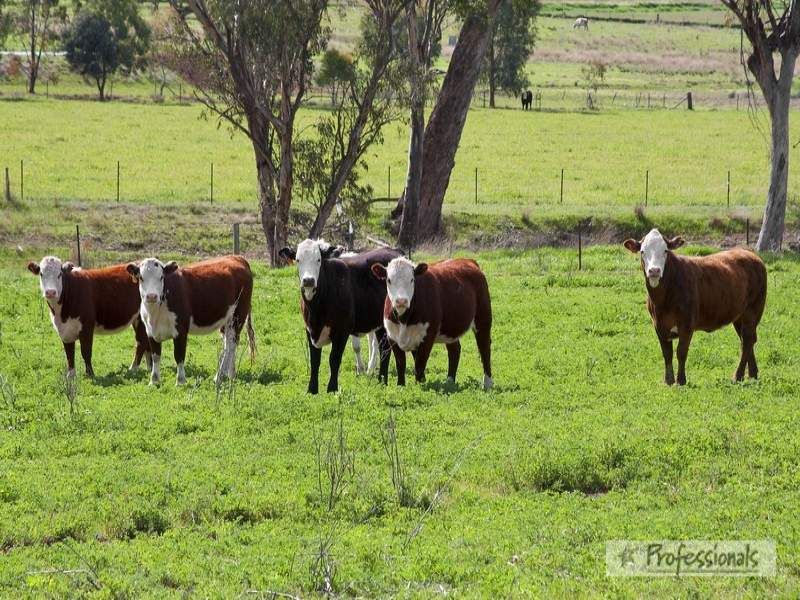 Back Woolomin Road, Dungowan NSW 2340, Image 0