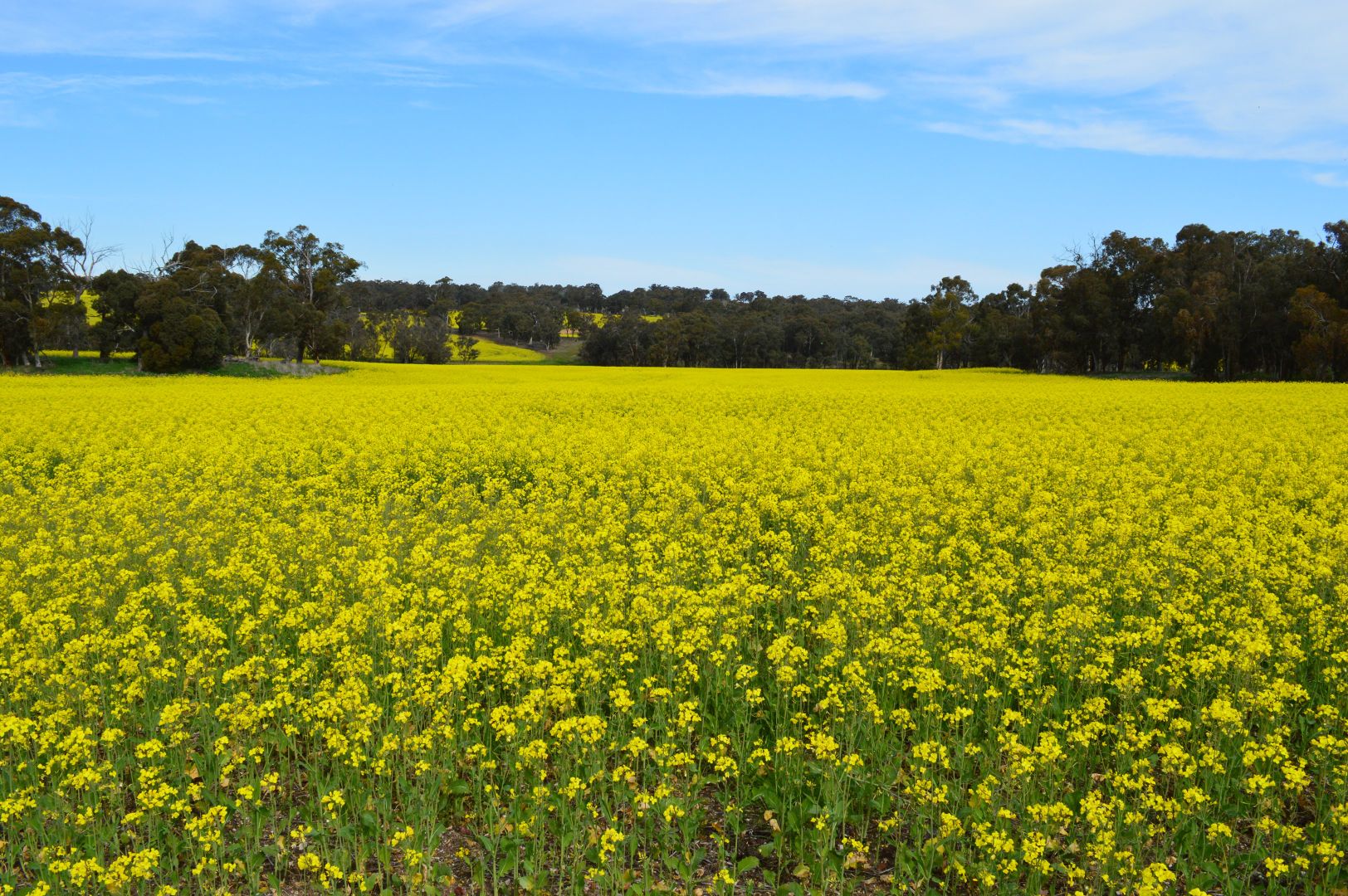 L101 BOYUP BROOK-ARTHUR ROAD, Trigwell WA 6244, Image 1