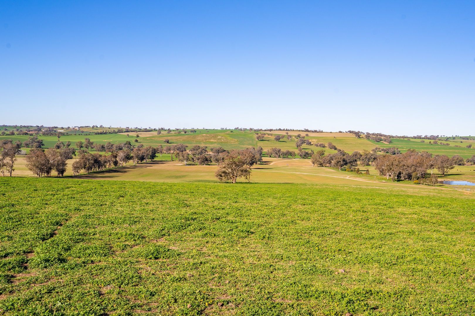 'Eastview' Greenethorpe Road, Greenethorpe NSW 2809, Image 1