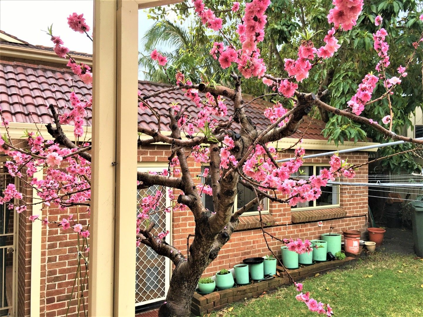 1 bedrooms Studio in 12 Nyan Street LITTLE BAY NSW, 2036