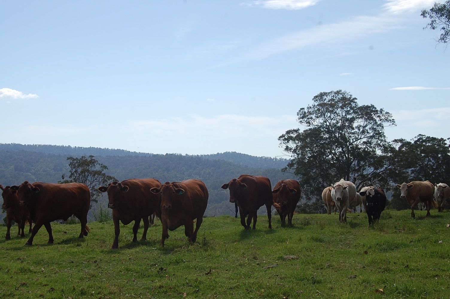 Lot 80 Duck Creek Road, Old Bonalbo NSW 2469, Image 1