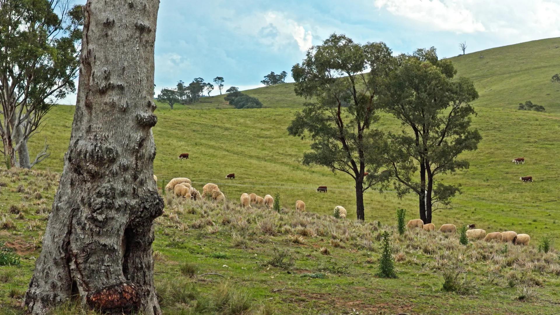 Additional image 11 of Allot 15/5185 Great Alpine Road, Ensay VIC 3895
