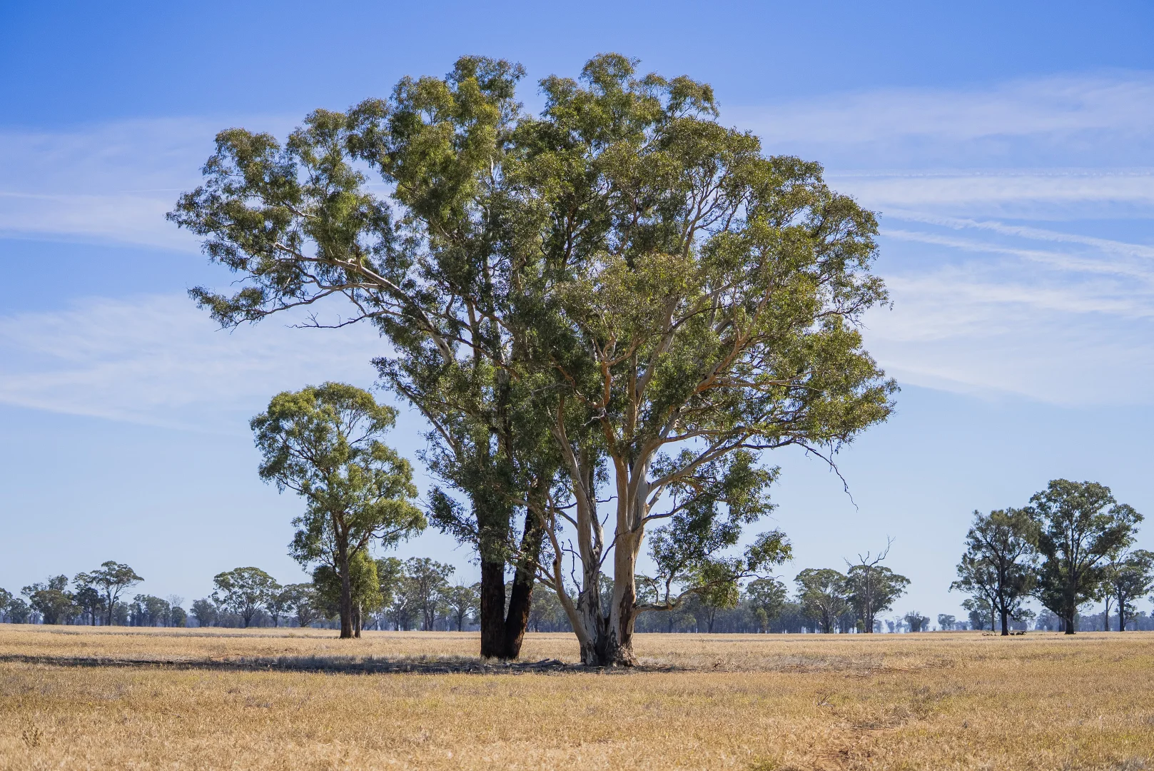 Additional image 12 of Combaning Road, Temora NSW 2666