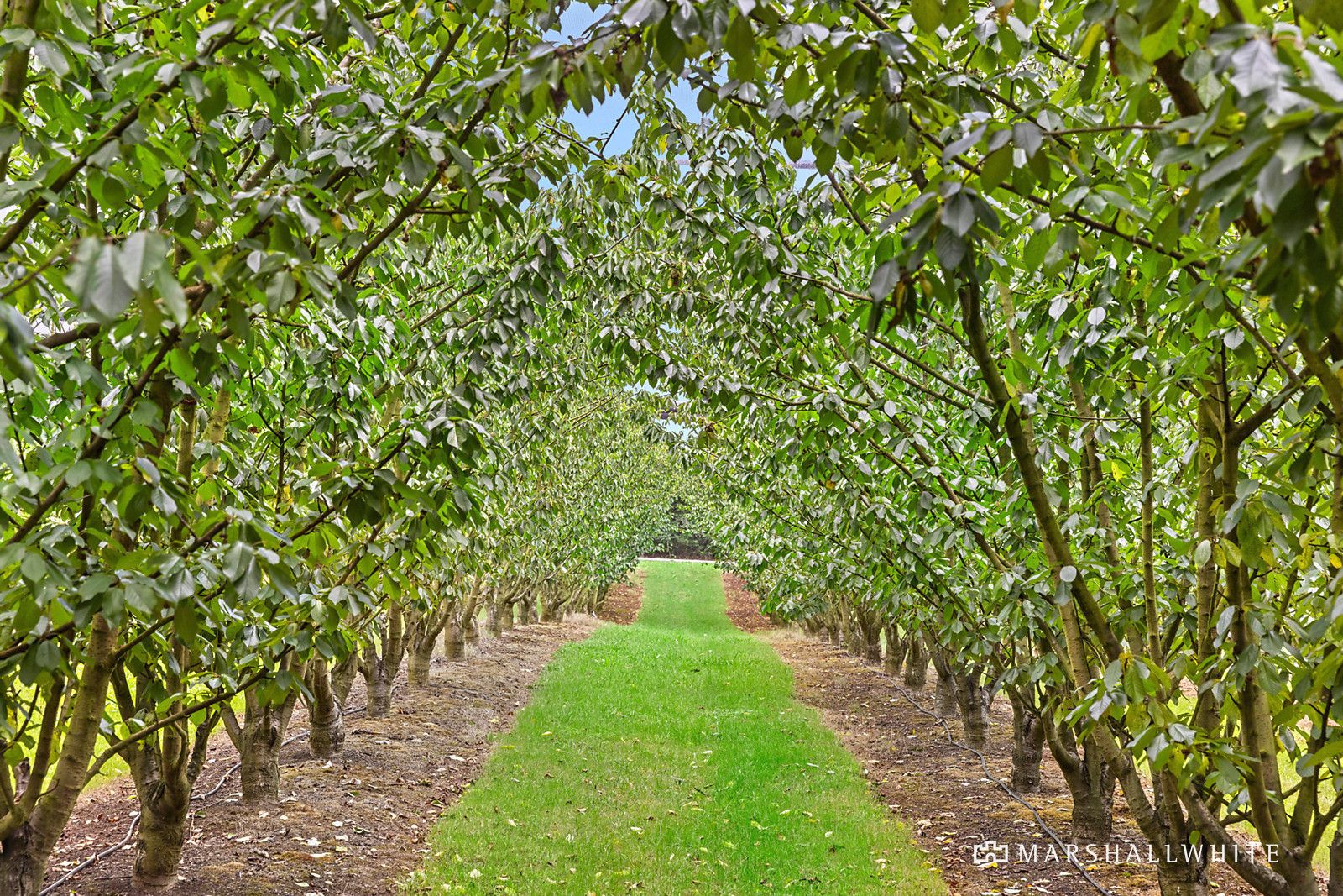 109 Mcilroys Road, Red Hill VIC 3937 House for Sale Domain