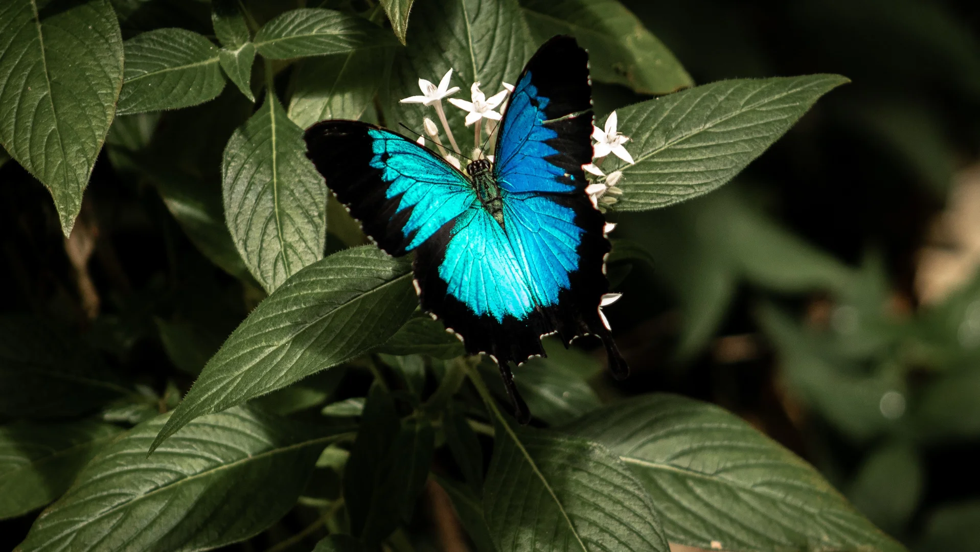 Additional image 11 of 7 Rise Crescent, Mission Beach QLD 4852