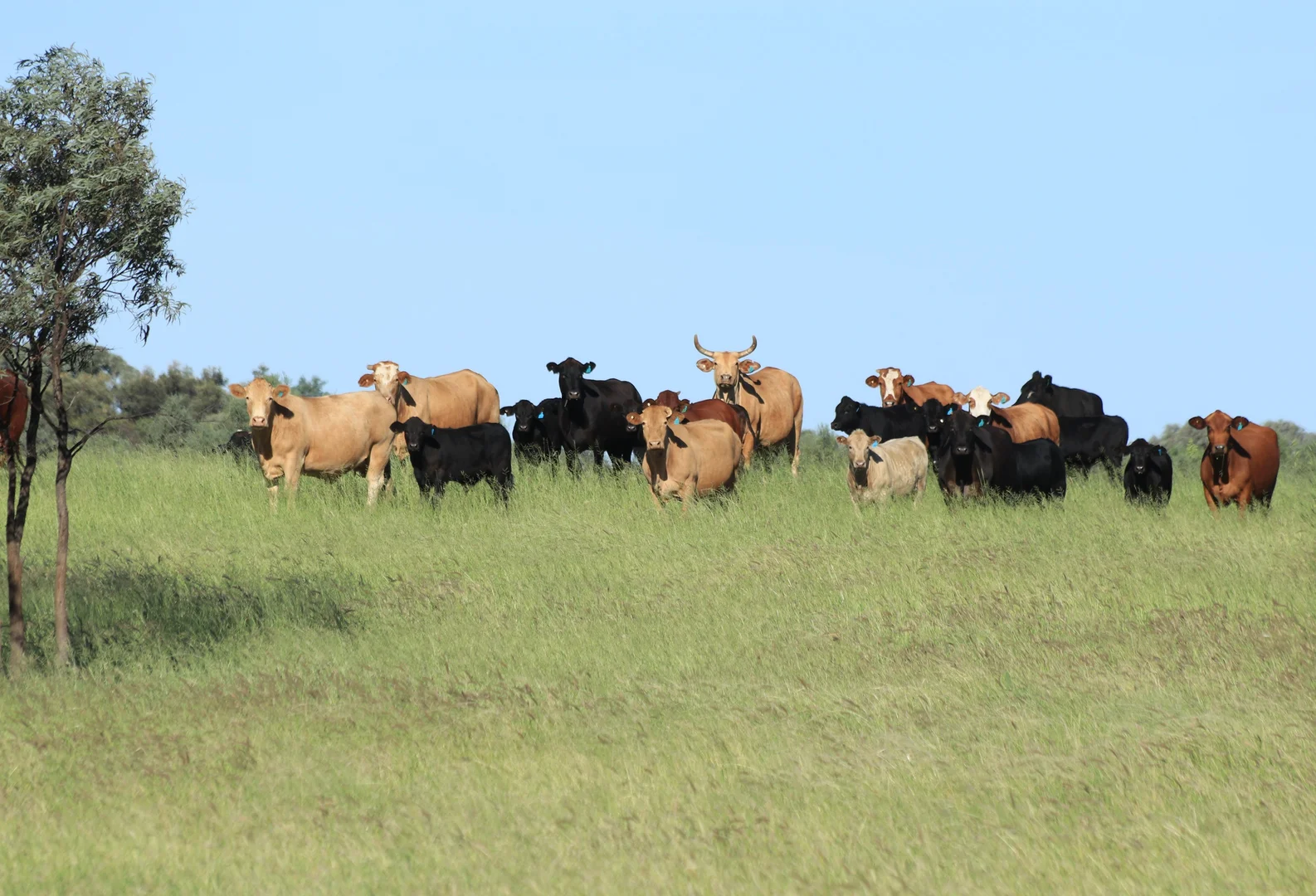 Additional image 3 of Roma QLD 4455