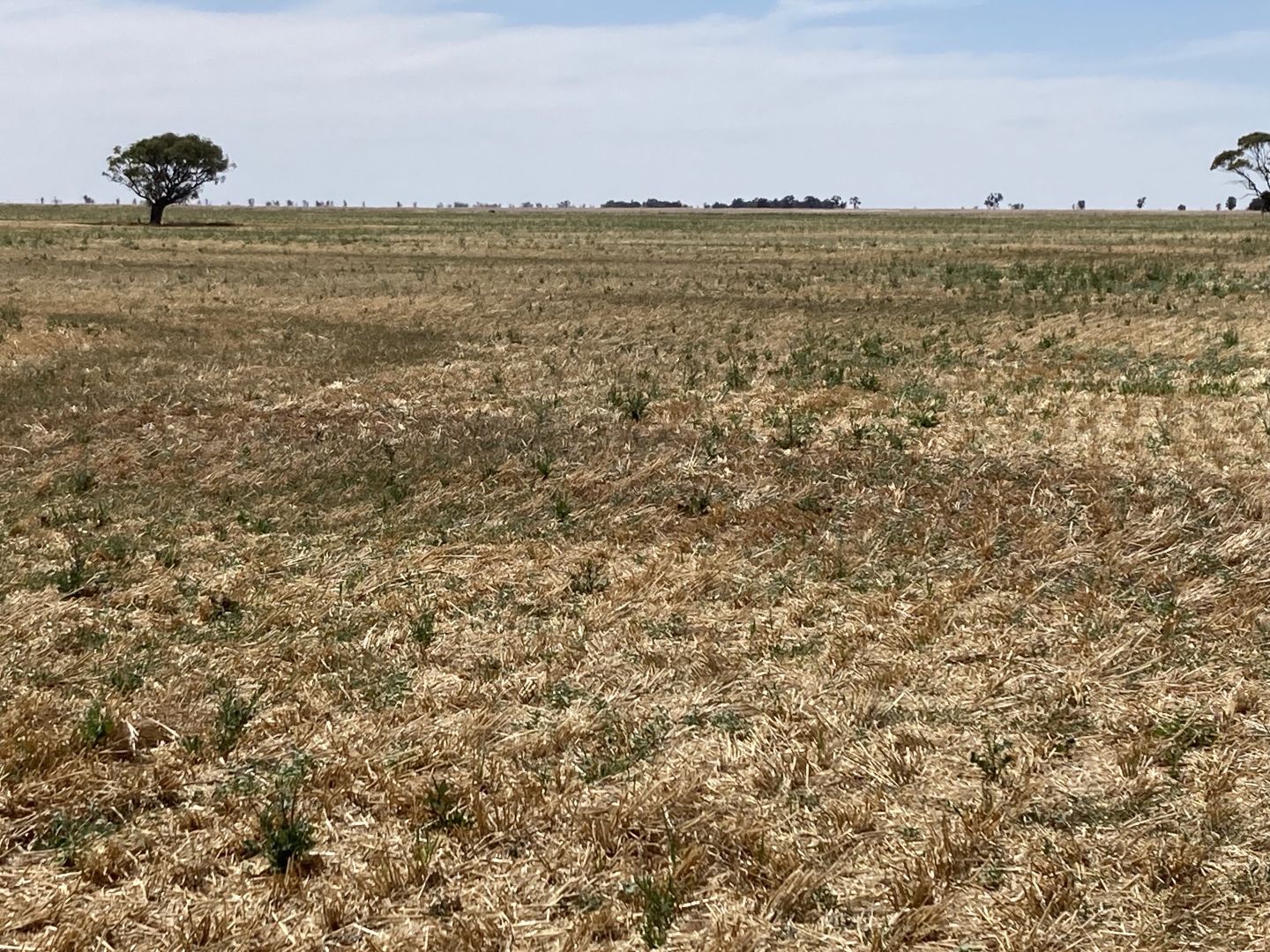 Watchem-Corack Road, Watchem VIC 3482, Image 1