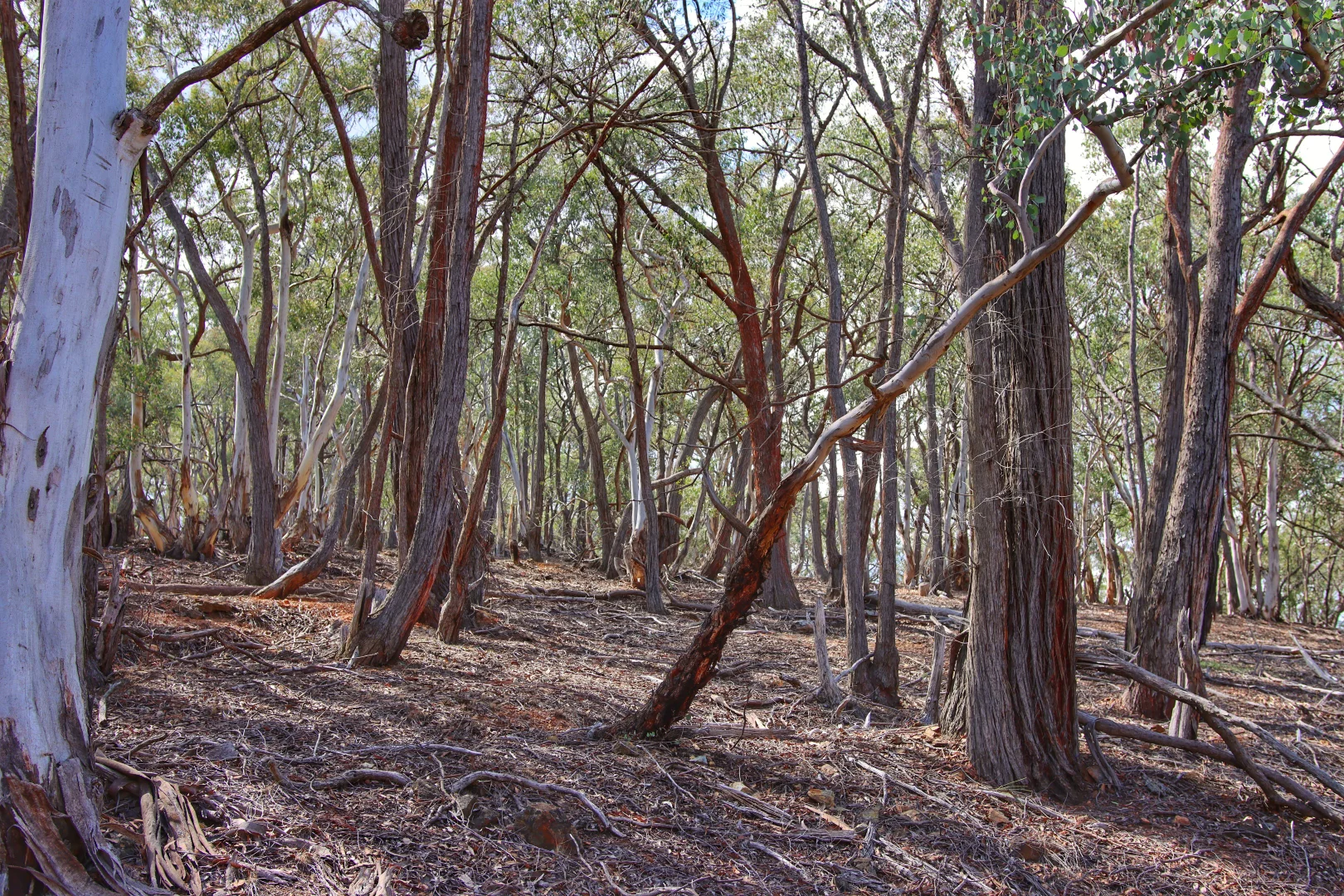 Additional image 18 of 1993 Reg Hailstone Way, Wyangala NSW 2808